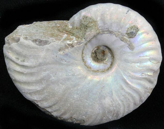 Silver Iridescent Ammonite - Madagascar #29883
